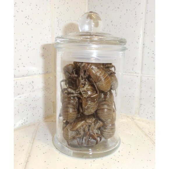 Glass Apothecary Oddity Jar with 13 Large Cicada Skins curiosity witchy goth - Picture 5 of 12